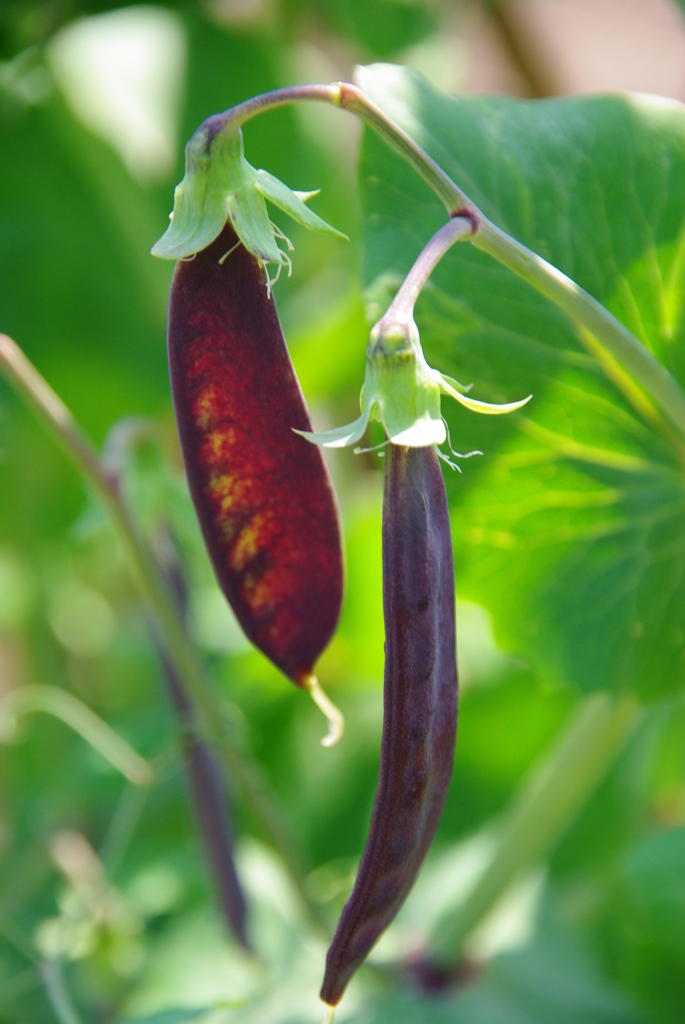 名古屋市農業センターにて　