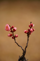 ＶＶいわしたろか＾＾