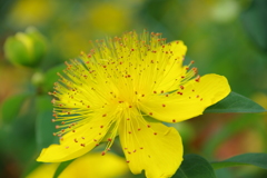 ヒペリカム・カリシナム