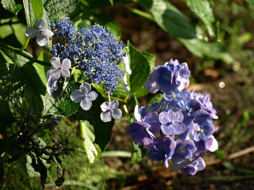 紫陽花
