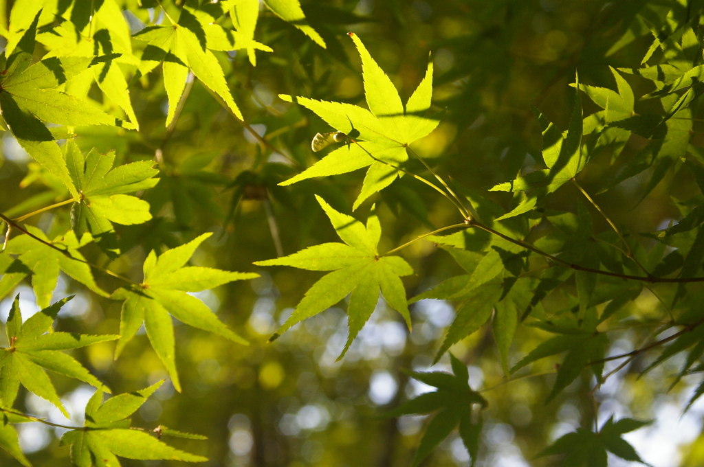 秋の日射しの中で