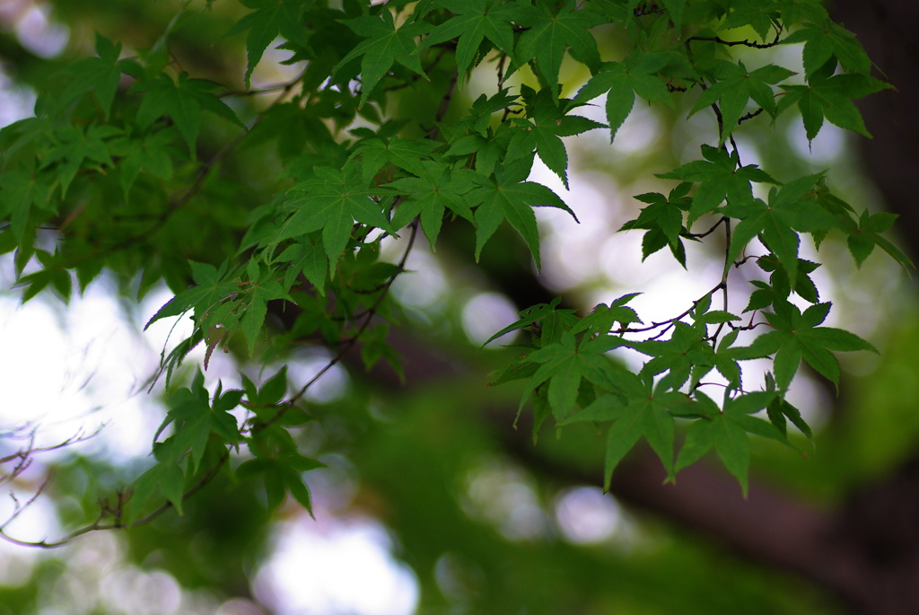 まだまだ青いのもあります^^