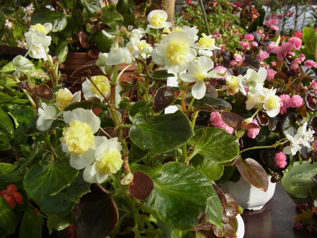 フライングエッグ