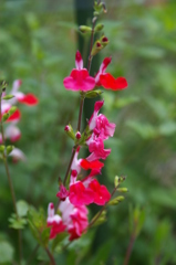 セリーセージ（ホット・リップス）