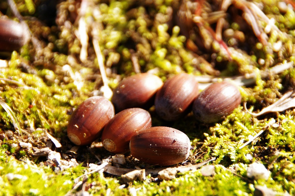 ドングリころころ