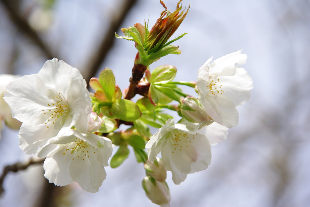 太白（大島桜系）