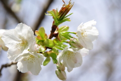 太白（大島桜系）