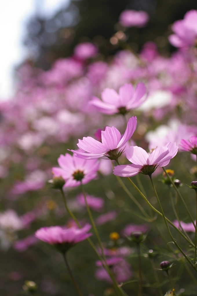 コスモス