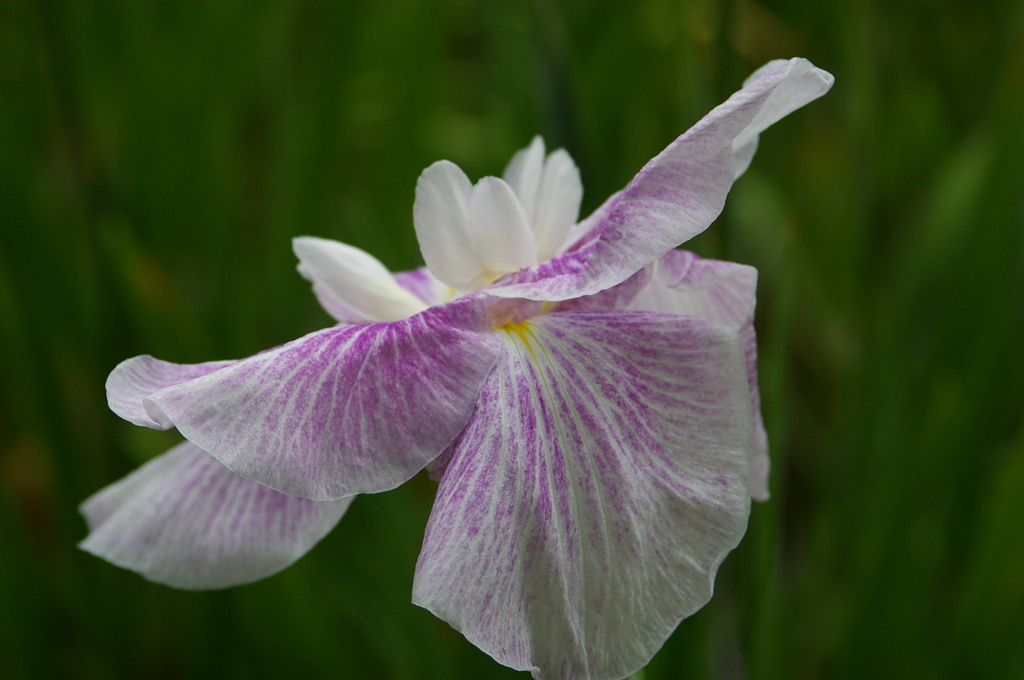 花菖蒲