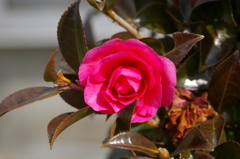 山茶花