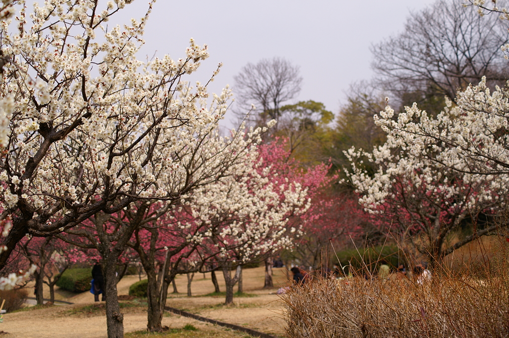 大高緑地公園にて　