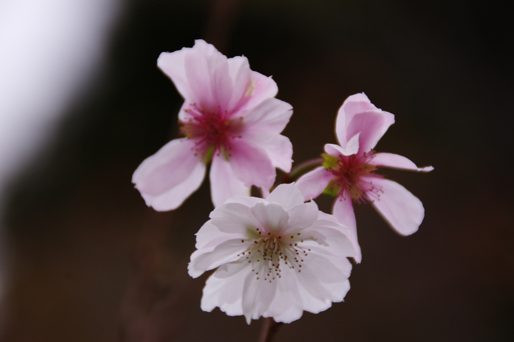 冬桜