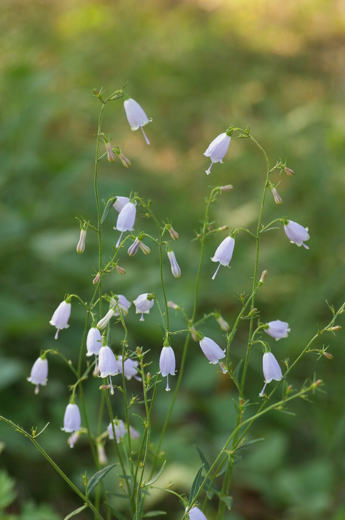 大高緑地公園にて