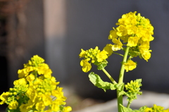 菜の花
