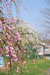 しだれ梅