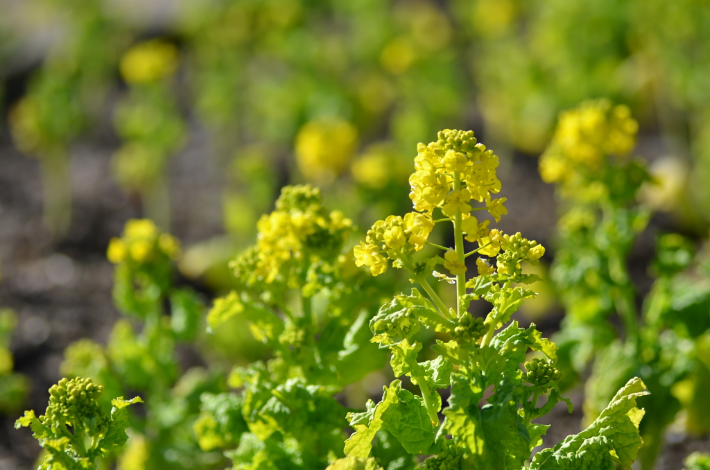 菜の花