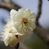 大高緑地公園にて