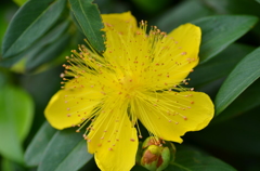 ヒペリカム・カリシナム