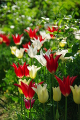 チューリップ