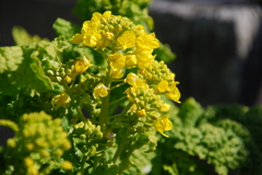 菜の花