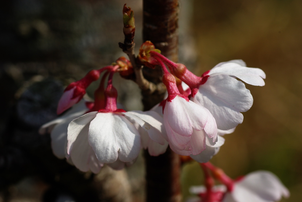 彼岸桜