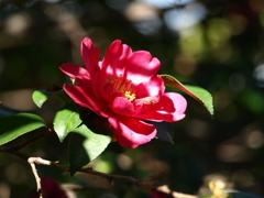 山茶花