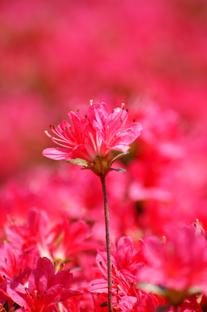 大高緑地公園にて　