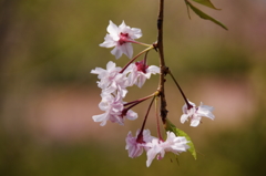 枝垂れ桜