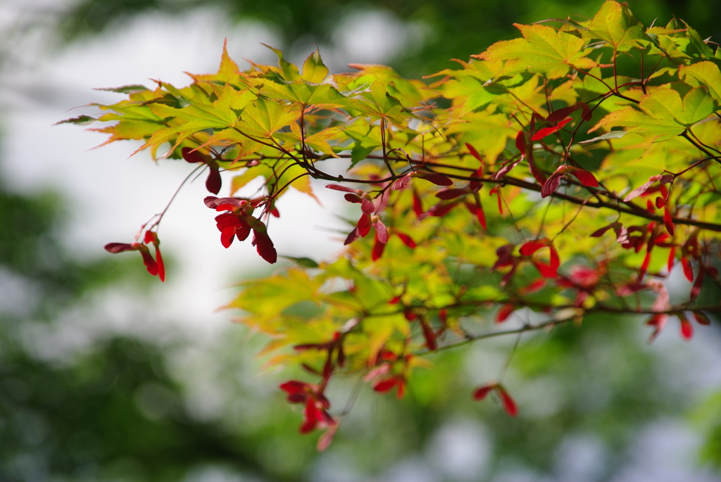 大高緑地公園にて　
