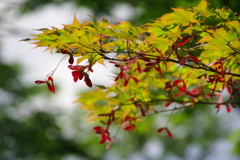 大高緑地公園にて　