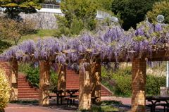 藤棚