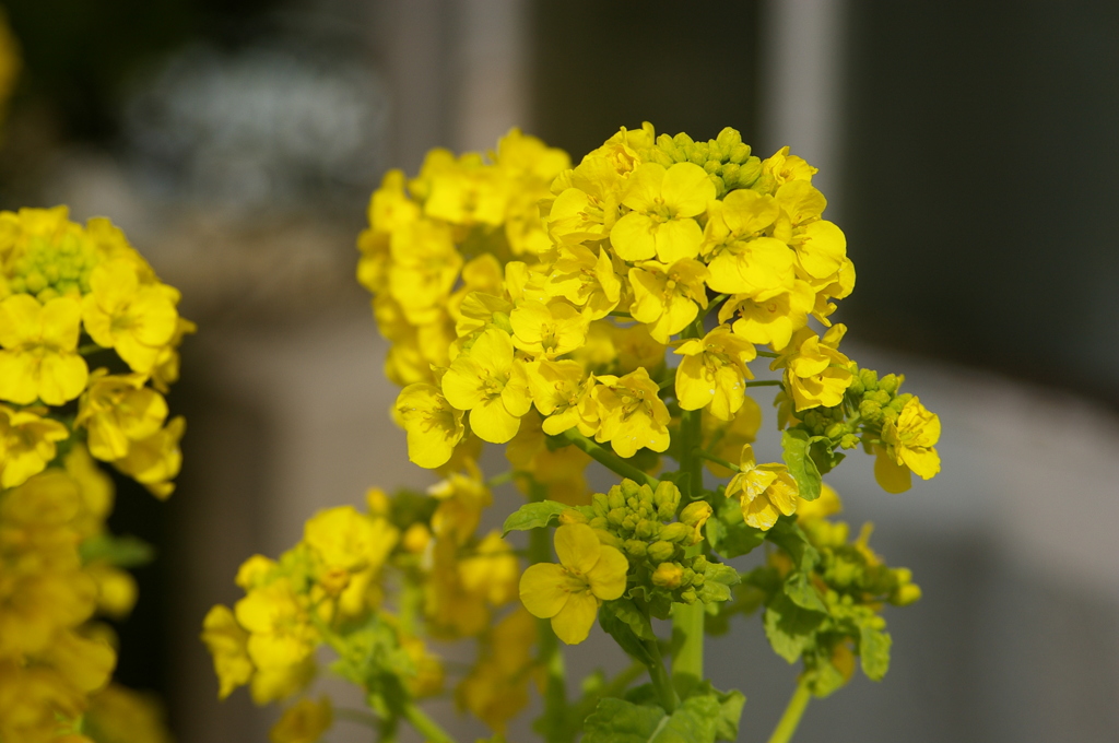 菜の花