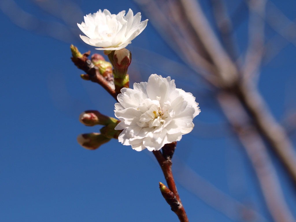 冬桜