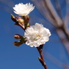 冬桜