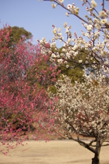大高緑地公園にて