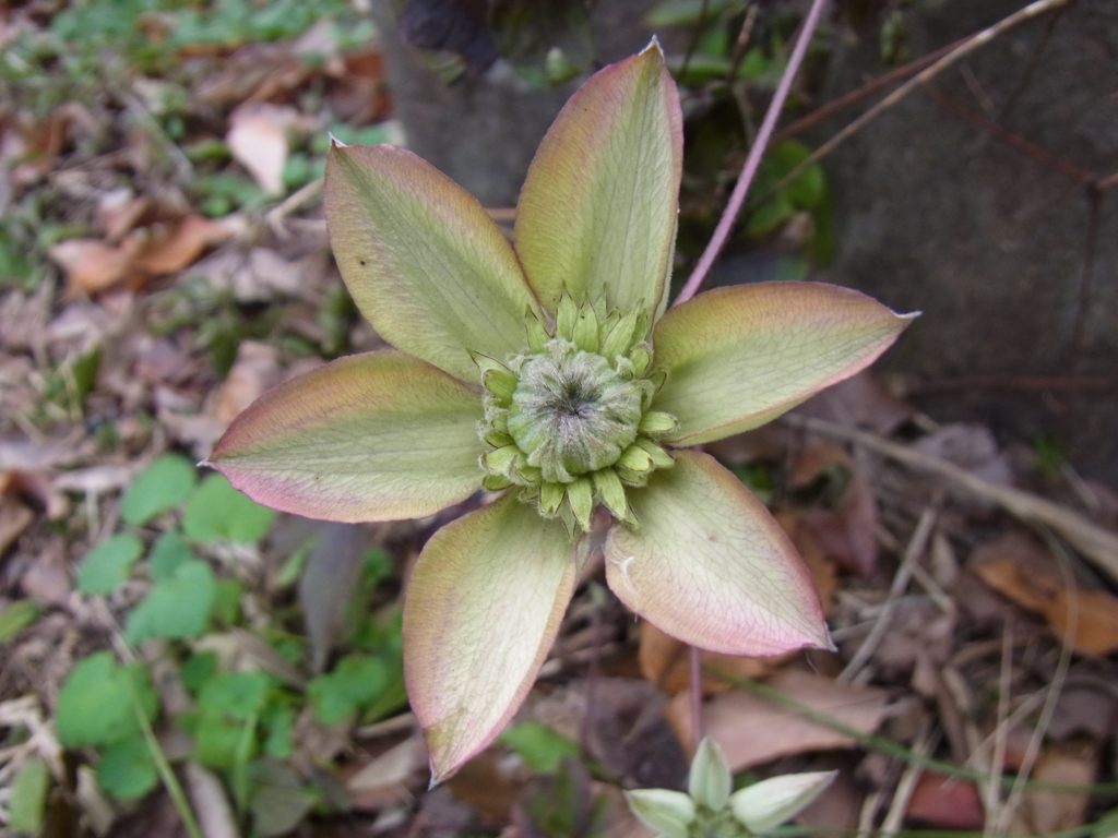 クレマチス（ビエネッタ）