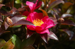 山茶花