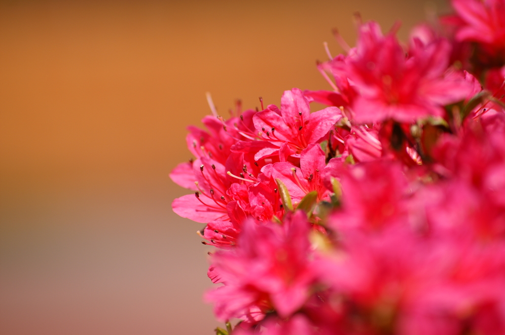 大高緑地公園にて　