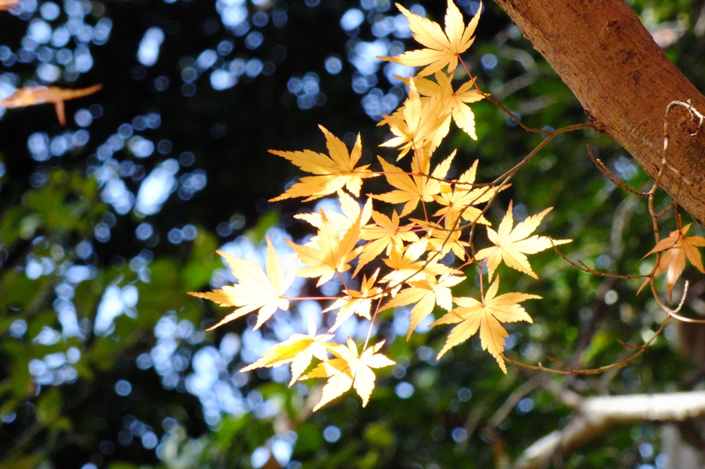 光るもみじ