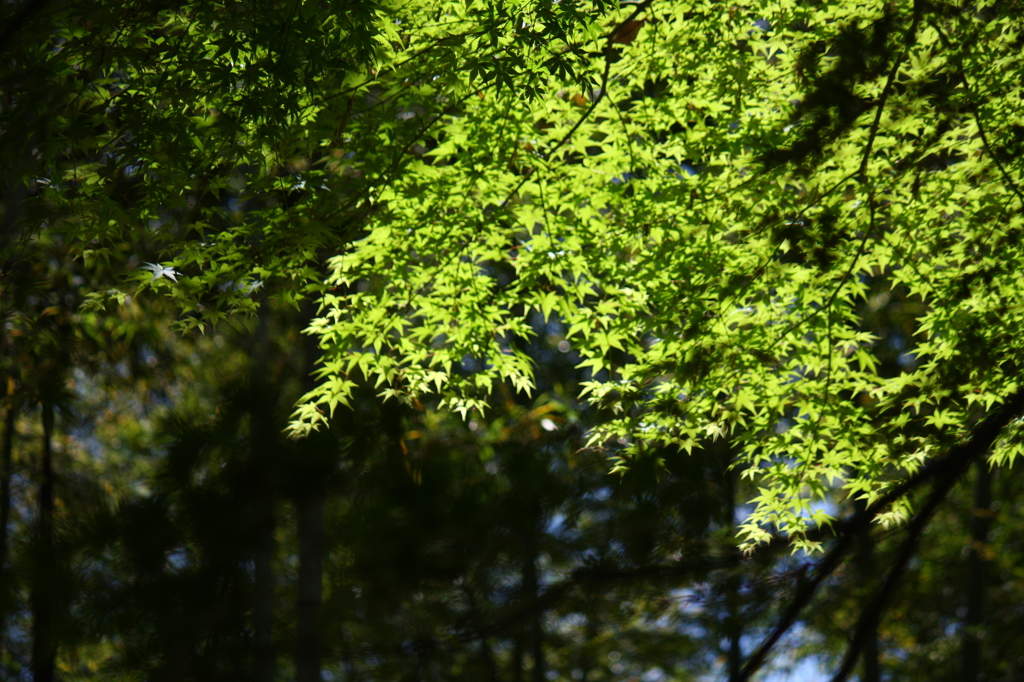 新緑もみじ