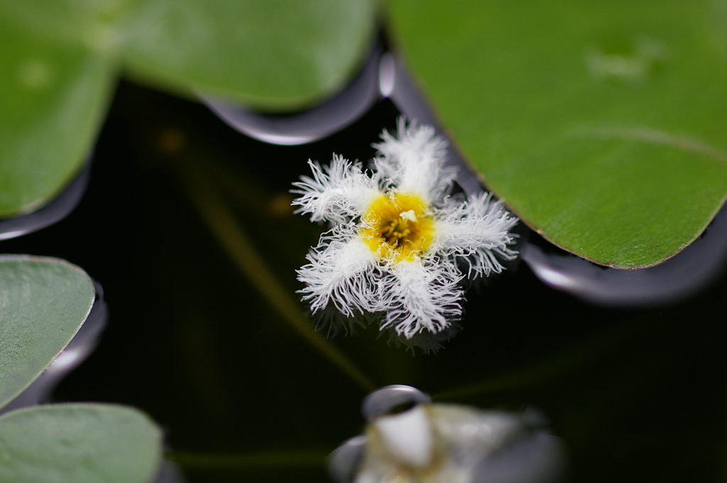 鏡蓋 （ががぶた）？