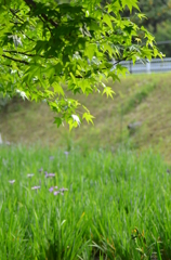 モミジバフウの木の下げ^^