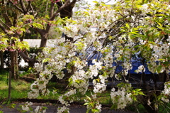 名古屋市農業センターにて　