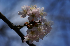支那実桜