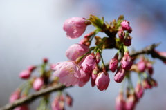 大寒桜