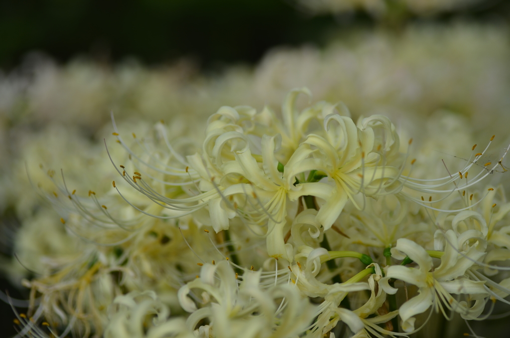 名古屋市農業センターにて　