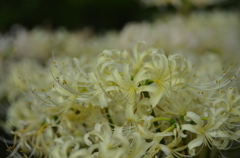 名古屋市農業センターにて　