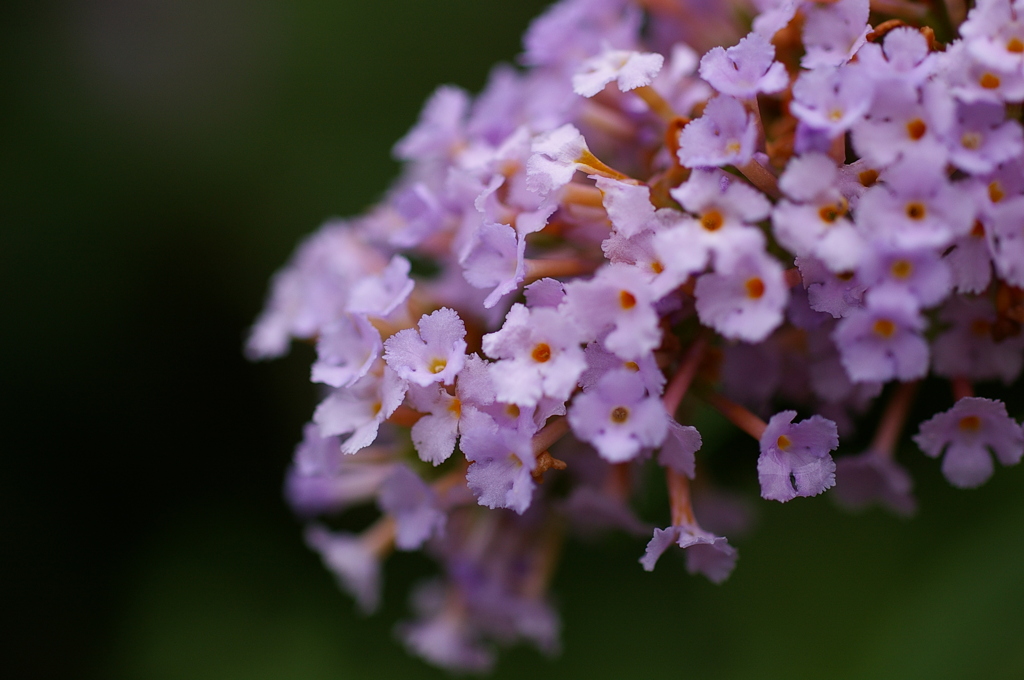 名古屋市農業センターにて