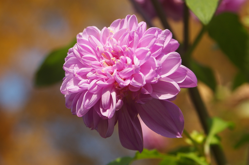 皇帝ダリア（八重）