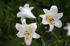 名古屋市農業センターにて　